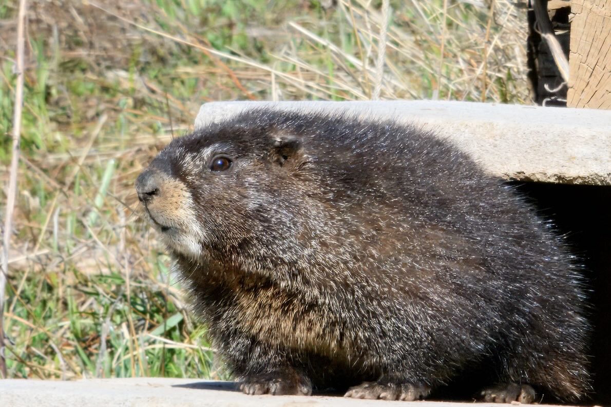 portrait of a chunker