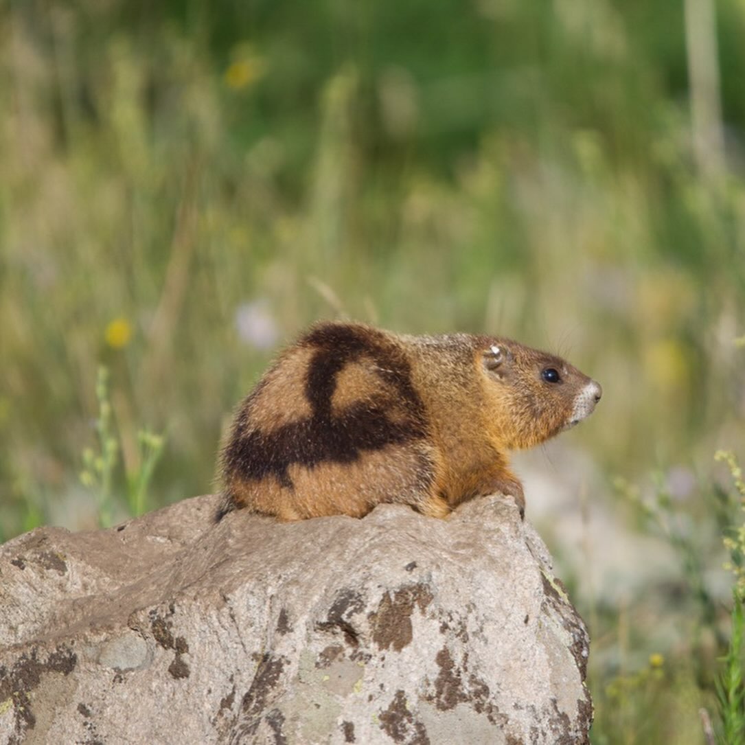 A yellow-bellied marmot perched on a sun-warmed rock