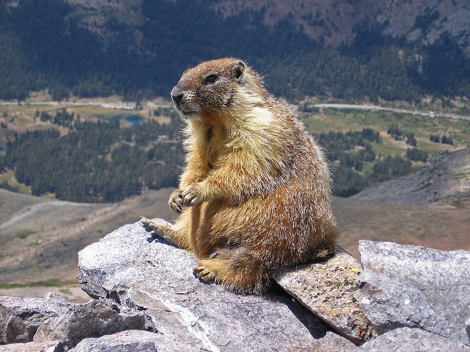 A marmot in sunglasses