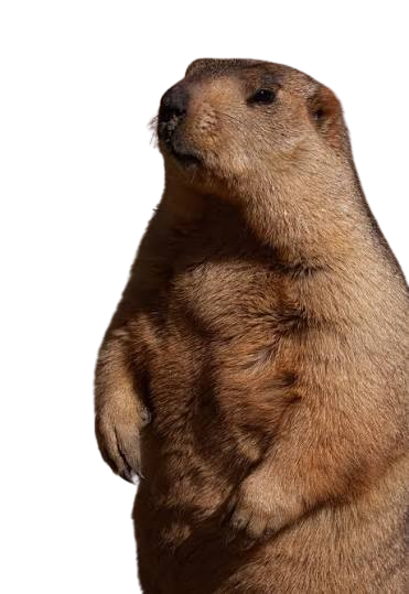 A yellow-bellied marmot standing alert against a transparent background